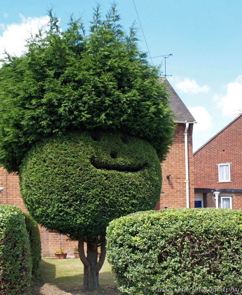 2004 A colour photo of a box tree in a front garden in Sandwich in Kent, which has been carefully trimmed to give it a smiley face and a lot of bushy hair!